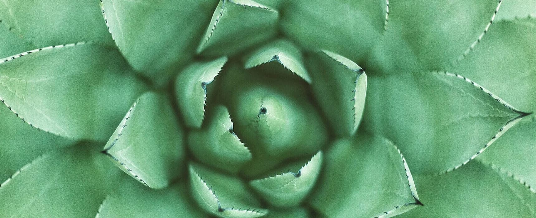 Plante aloe vera – cabinet hypnothérapie Montpellier